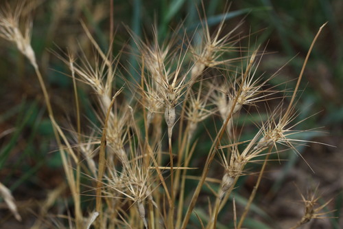 Aegilops geniculata observed 2026-07-16