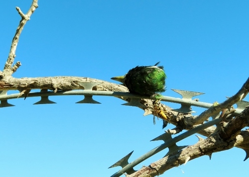 Klaas's Cuckoo (Chrysococcyx klaas), photo 5