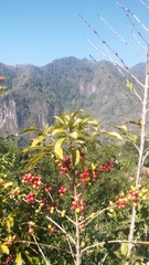 Coffea arabica