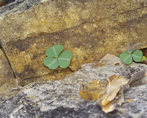 Oxalis metcalfei, photograph 3
