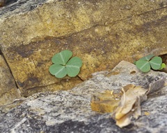 Oxalis metcalfei, photograph (c) Michelle W. （鍾偉瑋）, some rights reserved (CC BY)