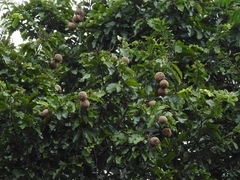 Bertholletia excelsa