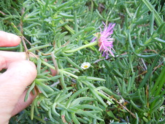 Lampranthus amoenus