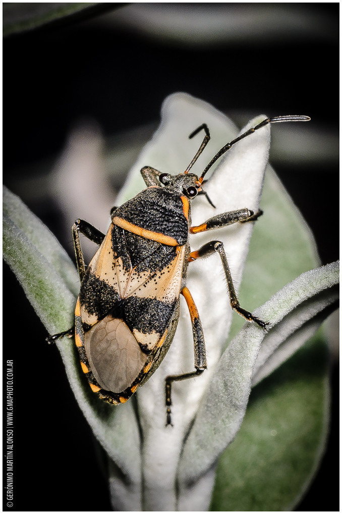 Largus fasciatus