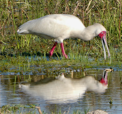iNaturalist image