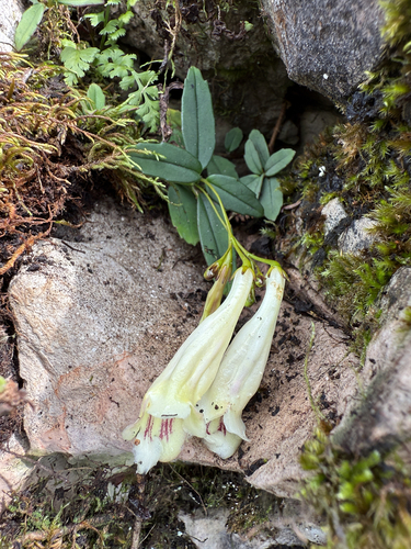 Lysionotus pauciflorus