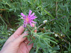 Lampranthus amoenus