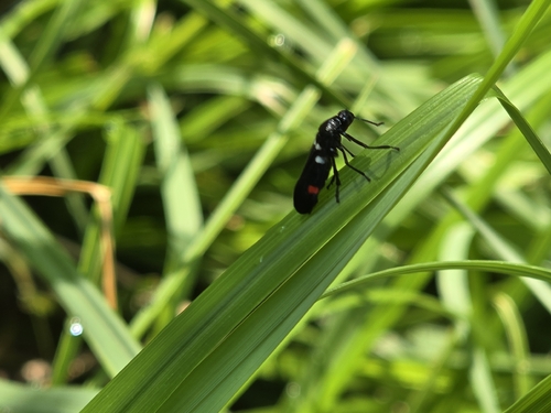 Sugarcane Spittlebug