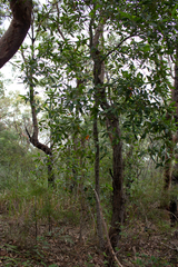 Elaeocarpus reticulatus
