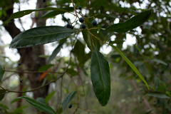 Elaeocarpus reticulatus