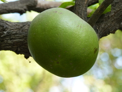 Aegle marmelos