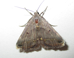 Acantholipes trimeni