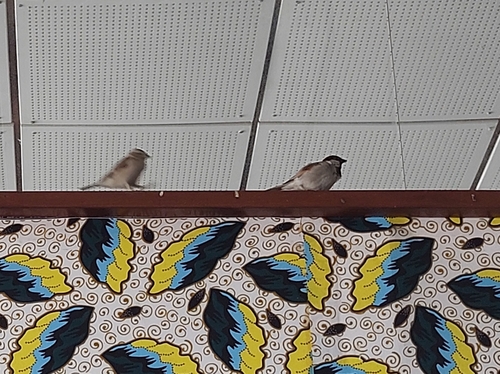 House Sparrow