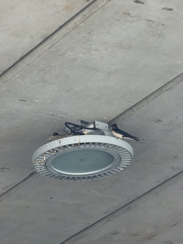 Barn Swallow