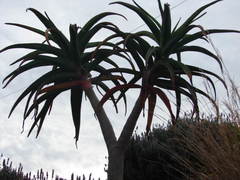 Aloidendron barberae