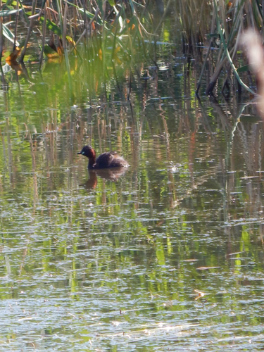 Little Grebe