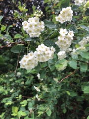 Spiraea × vanhouttei