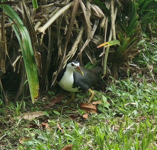 White-breasted Waterhen