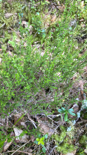 common heather
