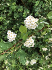 Spiraea × vanhouttei