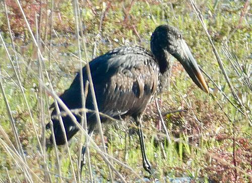 iNaturalist image