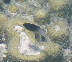 Stegastes partitus