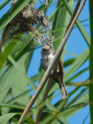 Bearded Reedling