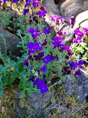 Aubrieta deltoidea