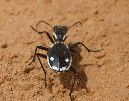 Anthia sexmaculata