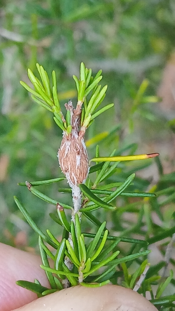 Ctenomeropsis nigra