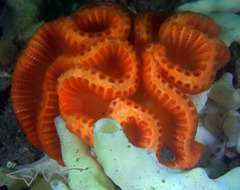 Sycozoa cerebriformis