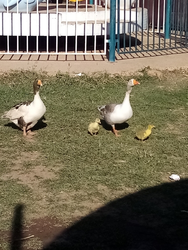Domestic Greylag Goose