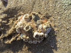 Liocarcinus holsatus