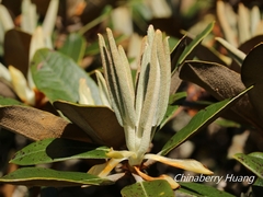 Rhododendron hyperythrum