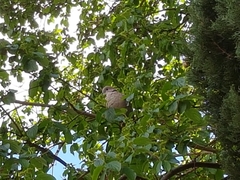 Streptopelia decaocto