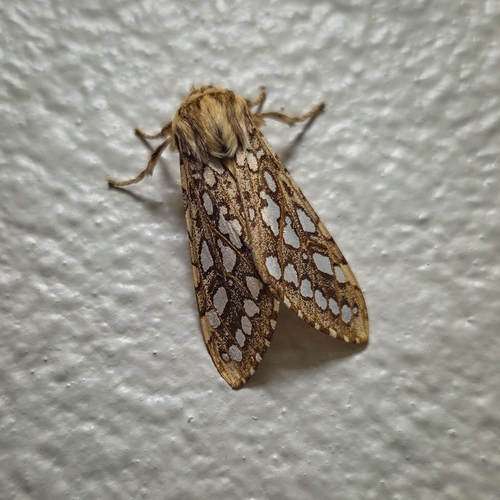 iNaturalist observation photo of Silver-spotted Tiger Moth