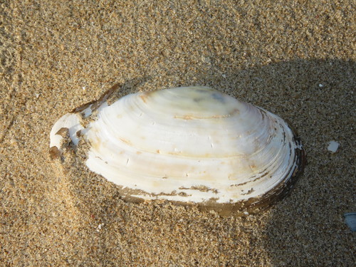 Otter shell, Wassenaar, Nederland, photo 10 of 10