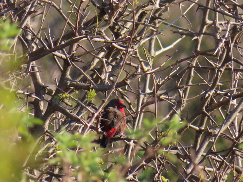 iNaturalist image