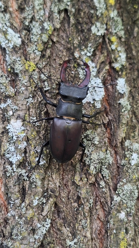 European Stag Beetle