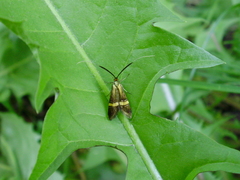 Nemophora degeerella