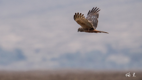 iNaturalist: (c) pcchang75, some rights reserved (CC BY-NC), uploaded by pcchang75 iNaturalist image