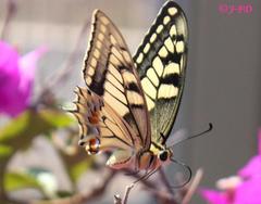 Papilio machaon