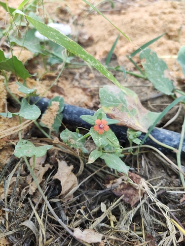 scarlet pimpernel