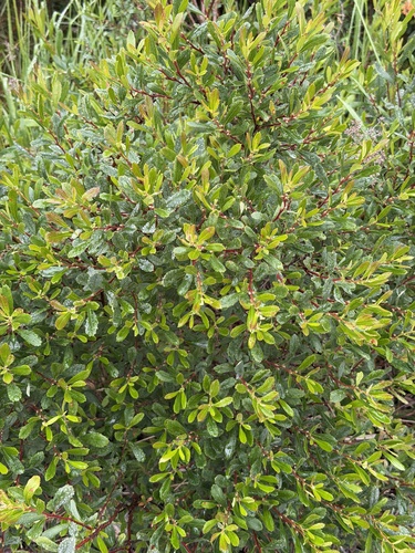 bog myrtle