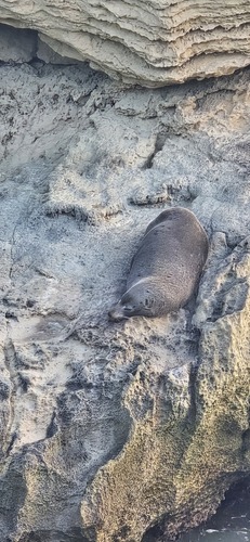 Long-nosed Fur Seal