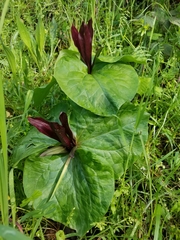 Trillium angustipetalum