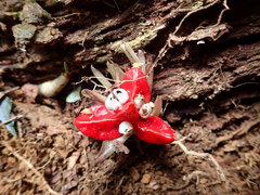 Zingiber kawagoii