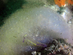 Polycitor giganteus