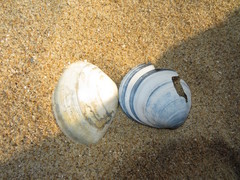 Mactra stultorum