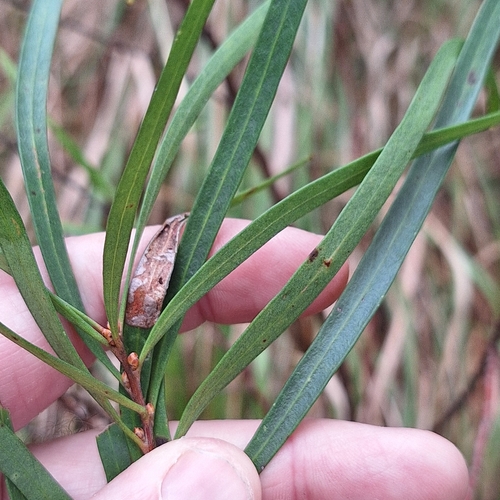 Hakea eriantha, photograph 1